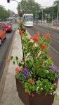 Foto eines Blumenkasten auf der Heinrichsbrücke mit einer Straßenbahn im Hintergrund